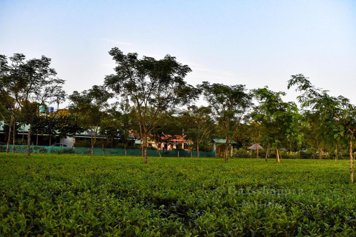 Chālsa Grasshopper Jungle Queen Resort מראה חיצוני תמונה
